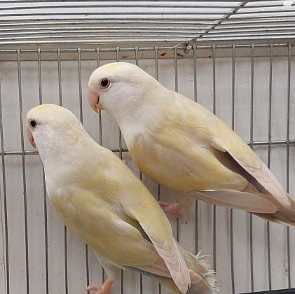 ציפורי אהבה מבית גידול מסודרפני