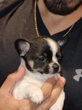 גורי ציוואווה נדירים ביופים ראש