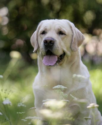 גורים לברדור משובחים, כך תוכלו