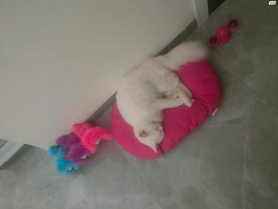 טיטי נקבה מסוג שיראזי יפיפייה