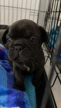 גורי בולדוג צרפתי יפיפיים בני