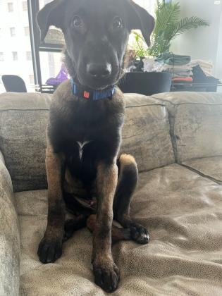 למסירה רועה הולנדי גור בן