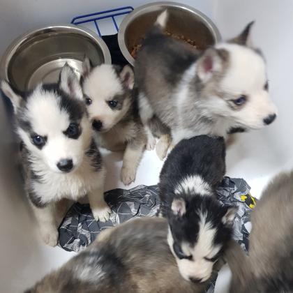 למכירה גורי האסקי יפיופים עינים כחולוץ