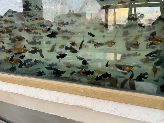 למכירה מולים מגידול ביתי יפים