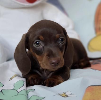 לזיווג זכר תחש גזעי ומושלם