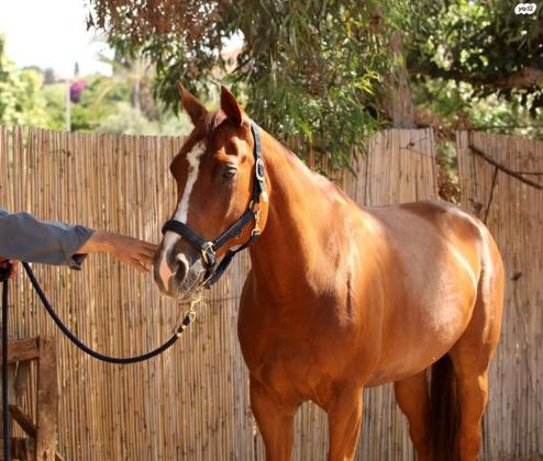סוסה הולנדית וורמבלד, מהממת וגבוהה