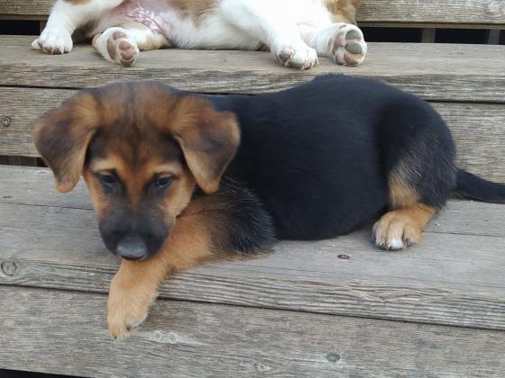 גורים יפהפיים, רועה בלגי מעורב,