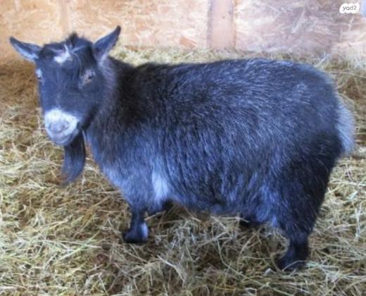 עיזים מסוג ננסי, הגזע הכי קטן