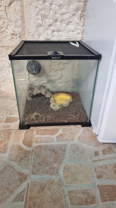 עקרב יערות אסייתי צעירכולל טטריום