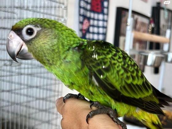 תוכי גיארדין