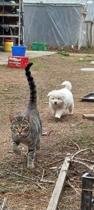 למסירה גורים