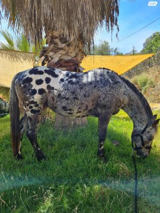 פיצקה שלי למכירהקיארה סייחה קווטר