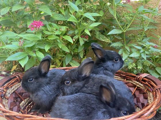 ננסי הולנדי למכירה