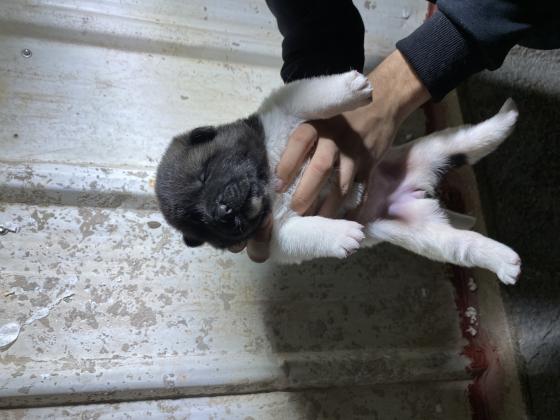 גורי אקיטה אמרקאי רמה הכי גבוהה שיש