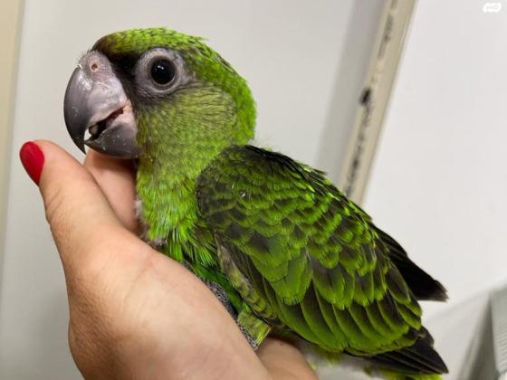 תוכי גיארדין