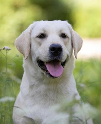 גורים לברדור משובחים, כך תוכלו