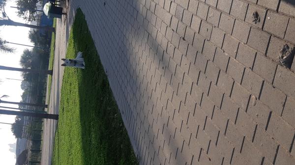 סקיי מעורב בן שבעה חודש