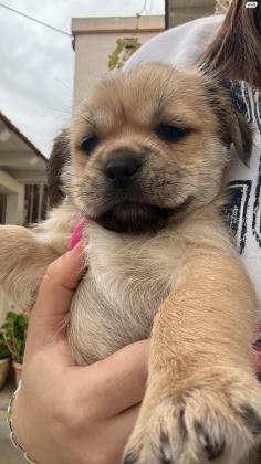 גורי שיצו מעורבים זכר ונקבה