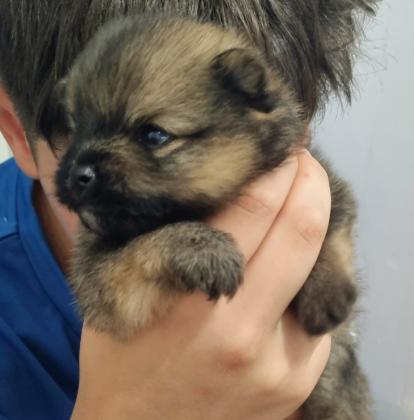 גורי פומרניין מהממים, שובבים ומתוקים