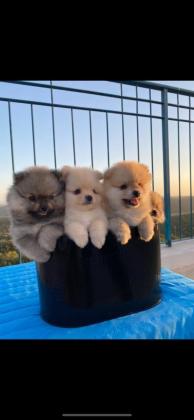 גורי פומרניין ברמה גבוה, דובונים