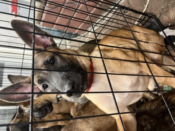 שישה גורי רועה בלגי מדהימים