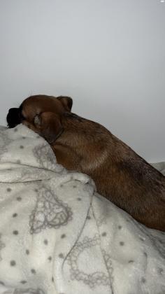 גור פינצר נקבה בת חודשיים