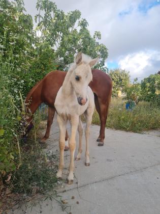 פיצקה שלי למכירהקיארה סייחה קווטר