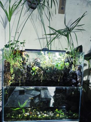 פלודריום מדהים פשוט הגדה עם