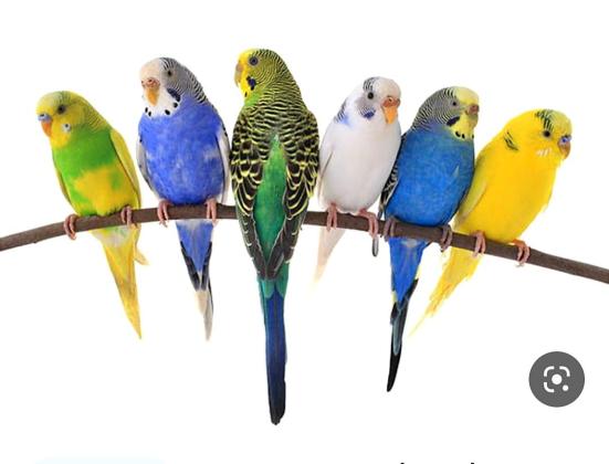 תוכונים מהממים מגידוליש מלא צבעים