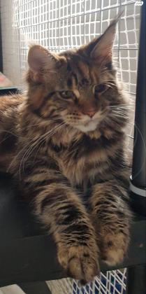 מיין קון דיאנה, בת 6