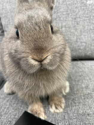 ארנב ננסי חמוד מאוד אפור