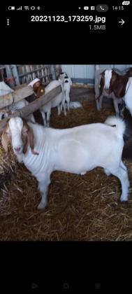 בסד" ,למכירה תיש בורי צעיר