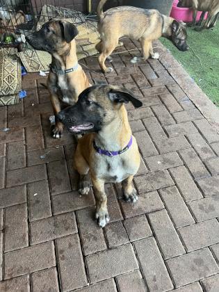 שישה גורי רועה בלגי מדהימים