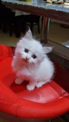 למכירה חתולי רגדול גזעים ללא תעודות