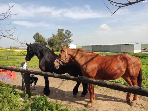 סוסה הולנדית וורמבלד, מהממת וגבוהה