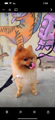 כלב פומרניין שפיץ קליין גרמני