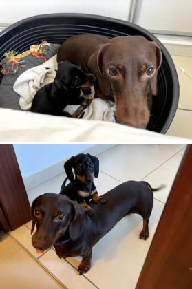 לזיווג זכר תחש מושלם וגזעי,