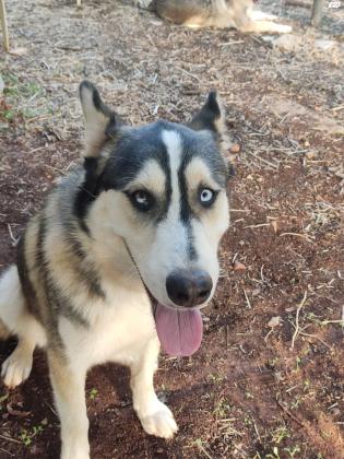 האסקי מעורב