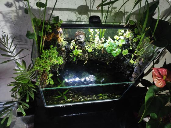 פלודריום מדהים פשוט הגדה עם