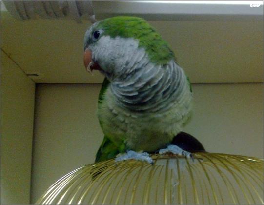 תוכי מדבר חכם מאוד הולך