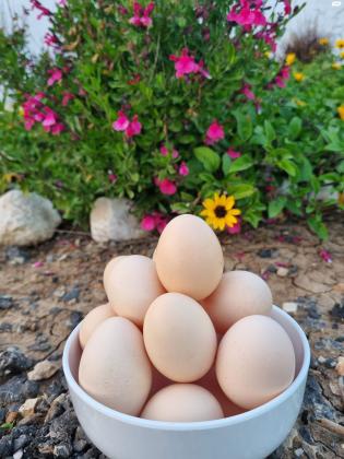 בס"דתרנגולות פלימות רוק נקבות למכירה