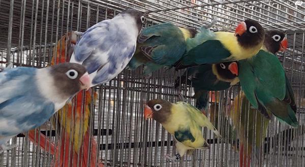 ציפורי אהבה מבית גידול מסודרפני