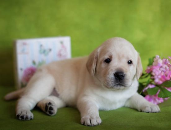 גורים לברדור משובחים, כך תוכלו