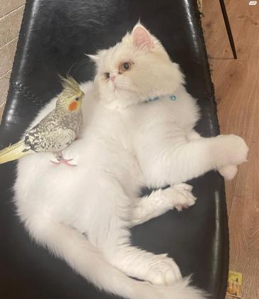 חתול פרסי למסירה עקב קושי