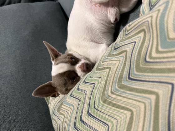 פאבלו,יפה,חתיך,מנומס,רגיש...