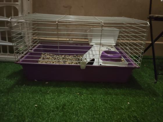 למסירה שתי שרקנים אחד בן