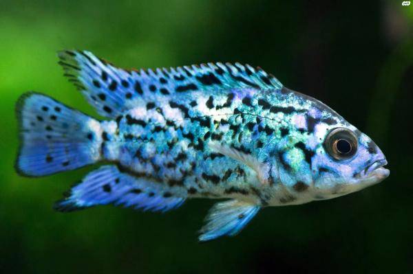 אלקטריק בלו ג'קוזי דמפסי מדהימים ביופים