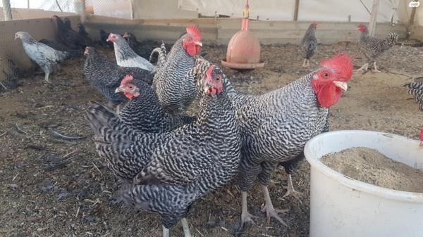 בס"דתרנגולות פלימות רוק נקבות למכירה