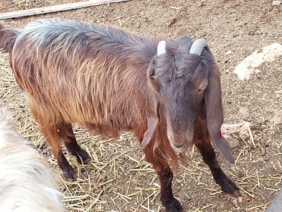 למכירה 10 עזים מעורבות בלאדי/