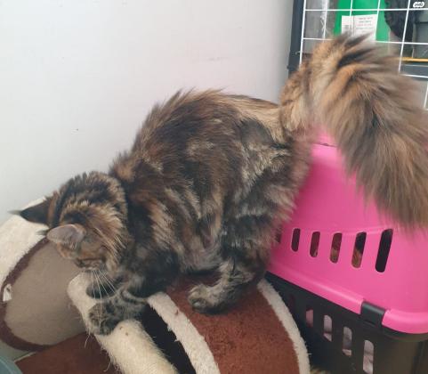 מיין קון דיאנה, בת 6